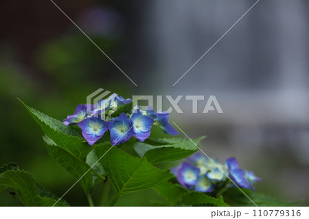 あじさいと水門 110779316