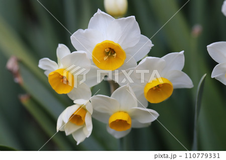 冬の公園に咲く早咲きのフサザキスイセンの花 110779331