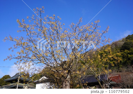 落葉高木「センダン」の実 110779502