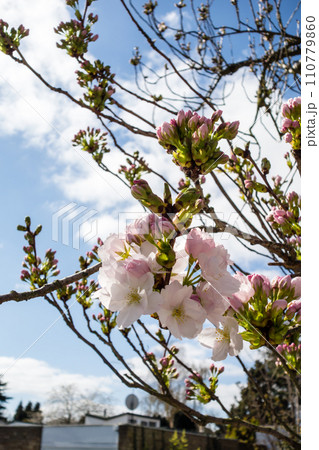 明るい日差しの下の開き始めた桜の蕾　春の訪れ 110779860