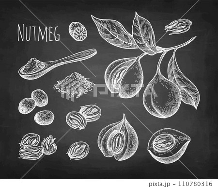 Nutmeg spice set chalk sketch. Nutmeg spice set chalk sketch. 110780316