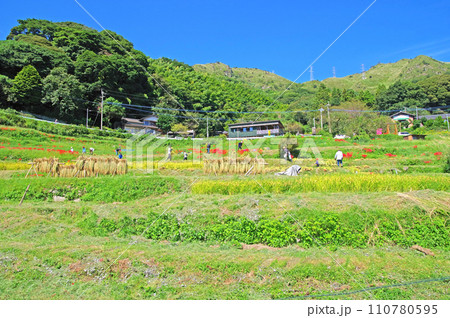 彼岸花咲く農村景観百選の福岡県等覚寺の棚田の稲刈り 110780595