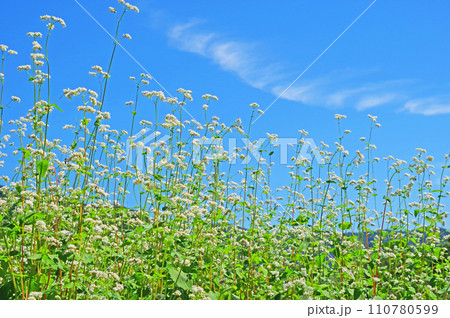 畑一面に咲く白いソバの花と青空 畑一面に咲く白いソバの花と青空 110780599