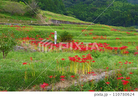 彼岸花咲く農村景観百選の福岡県等覚寺の棚田 彼岸花咲く農村景観百選の福岡県等覚寺の棚田 110780624