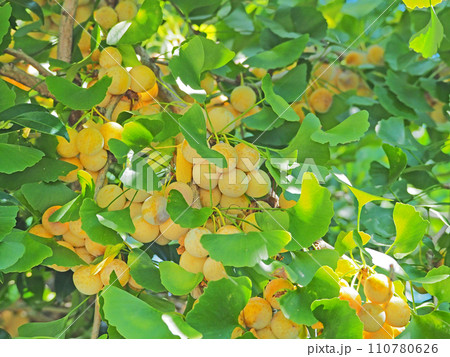 秋に黄色い実がたくさんついた銀杏 110780626