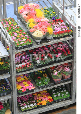 花き市場で出荷される花　季節の花 110780637
