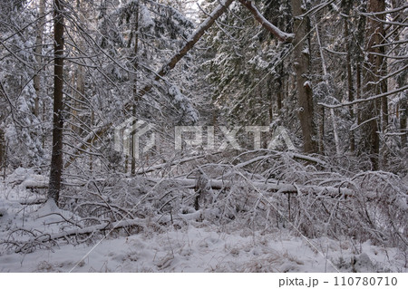 Wintertime landscape of snowy coniferous tree stand Wintertime landscape of snowy coniferous tree stand 110780710