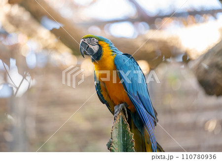beautiful parrots 110780936
