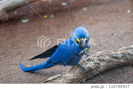 beautiful parrots 110780937