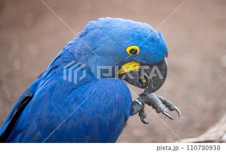 beautiful parrots beautiful parrots 110780938