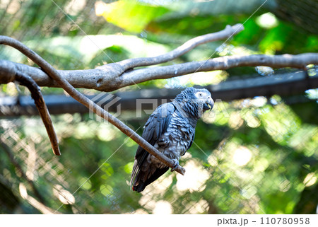 beautiful parrots 110780958