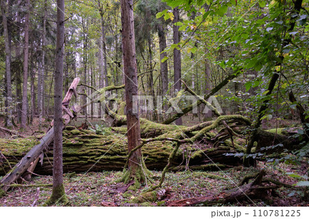Morning in autumnal natural deciduous forest 110781225