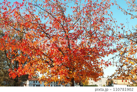 イタリアの紅葉 秋 空 青空 ミラノ郊外 イタリアの紅葉 秋 空 青空 ミラノ郊外 110781902