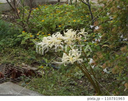 秋の定番白色の彼岸花の花 秋の定番白色の彼岸花の花 110781963