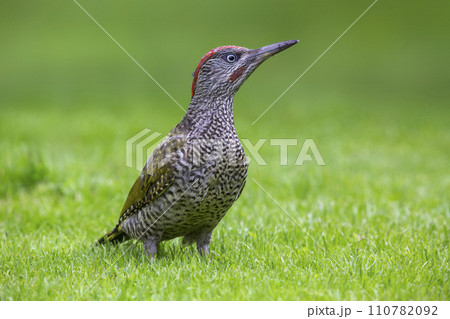 Juvenile European green woodpecker (Picus viridis) 110782092