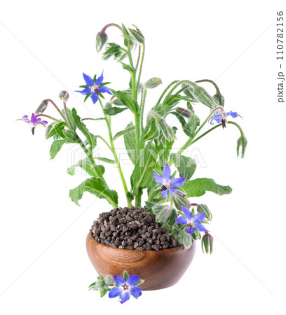 Borage seeds with flowers in wooden bowl, isolated on a white background. Borago officinalis seeds and flowers. Borage seeds with flowers in wooden bowl, isolated on a white background. Borago officinalis seeds and flowers. 110782156