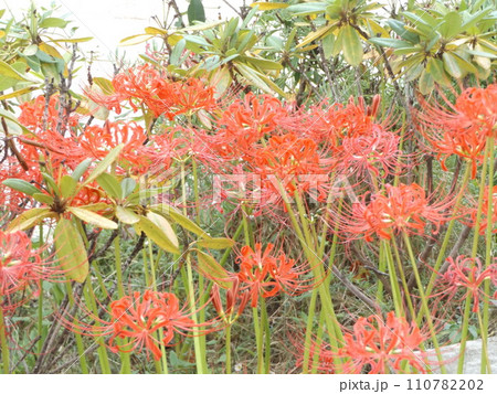 秋の定番赤色の彼岸花の花 秋の定番赤色の彼岸花の花 110782202