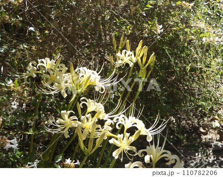 秋の定番白色の彼岸花の花 110782206