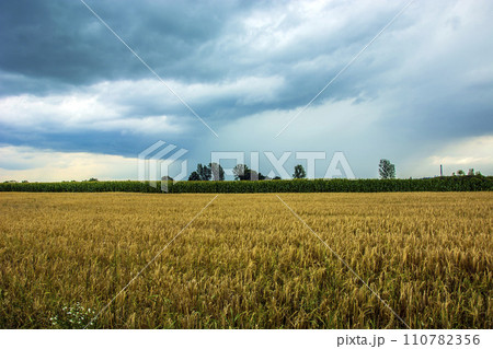 Clouds over a grain field 110782356