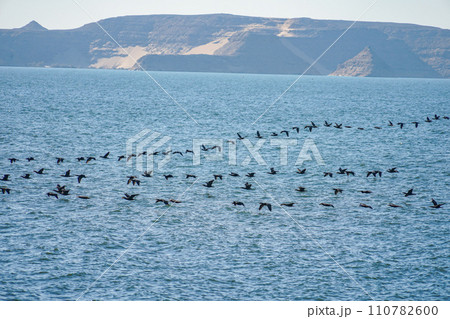 アブシンベル神殿から見るナイル川の水鳥 110782600