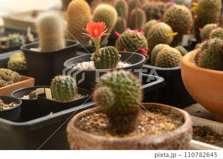 Red cactus flower in flowerpot Red cactus flower in flowerpot 110782645