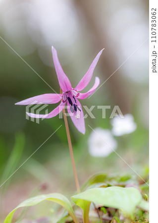 カタクリ001 110783062