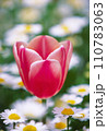 チューリップ005 110783063
