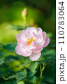 バラ028 110783064