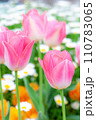 チューリップ021 110783065
