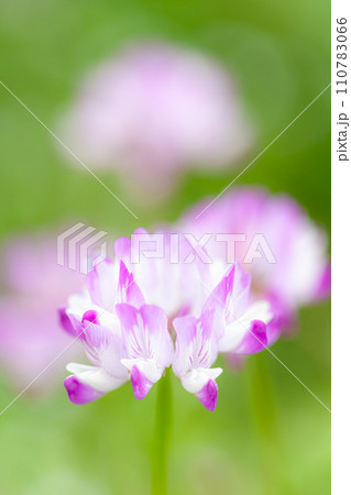 れんげそう002 110783066