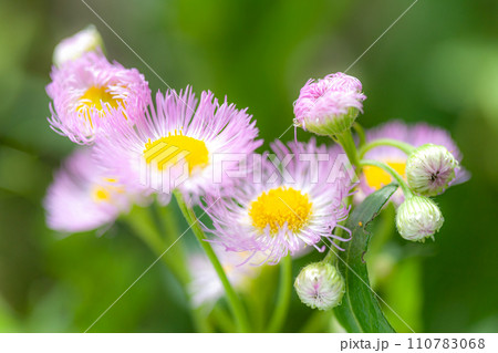 ハルジョオン001 110783068