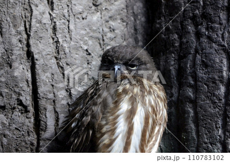 アオバズク 110783102