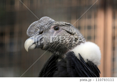 コンドル 110783111