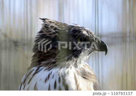 クマタカ 110783137