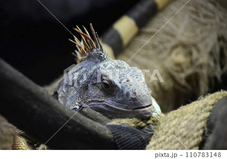 イグアナ 110783148