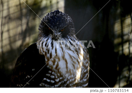 オオコノハズク オオコノハズク 110783154