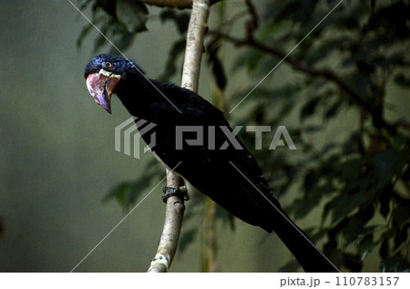 カンムリコサイチョウ カンムリコサイチョウ 110783157