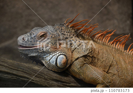 イグアナ 110783173