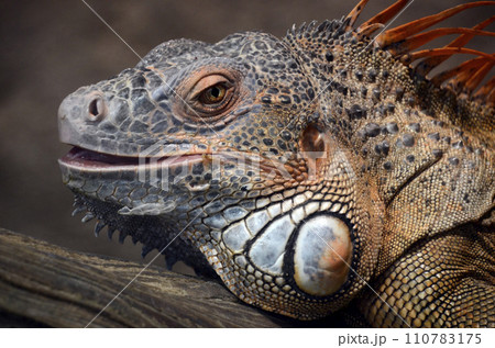 イグアナ 110783175