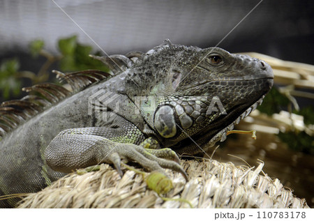 イグアナ 110783178