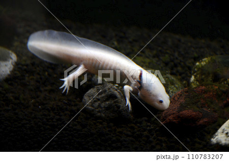 ウーパールーパー ウーパールーパー 110783207