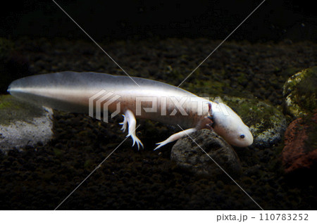 ウーパールーパー ウーパールーパー 110783252