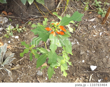 ショウジョウソウとも言うサマーポインセチヤの綺麗な葉 110783464