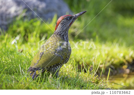 Juvenile European green woodpecker (Picus viridis) Juvenile European green woodpecker (Picus viridis) 110783662