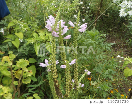 薄桃色の花虎の尾の大きい穂状の花 110783730