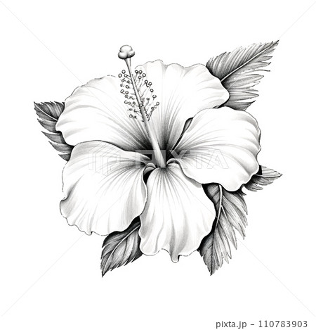 hawiian flower, white backround, no shading, cloring sheet black and white hawiian flower, white backround, no shading, cloring sheet black and white 110783903