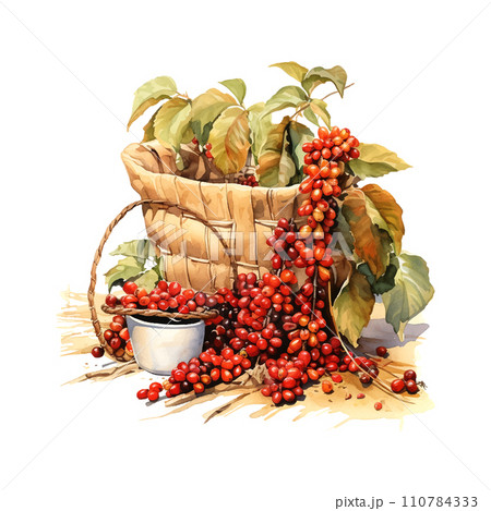 Vintage watercolor illustration with red coffee harvest white background 110784333