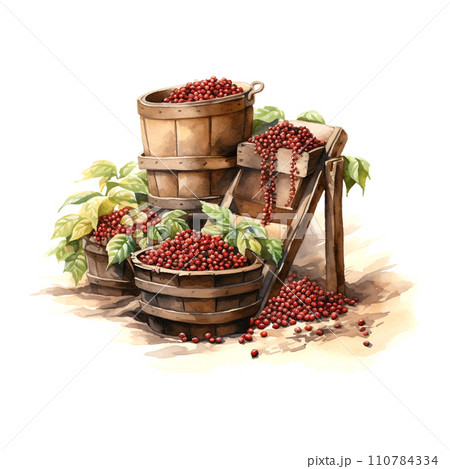 Vintage watercolor illustration with red coffee harvest white background Vintage watercolor illustration with red coffee harvest white background 110784334