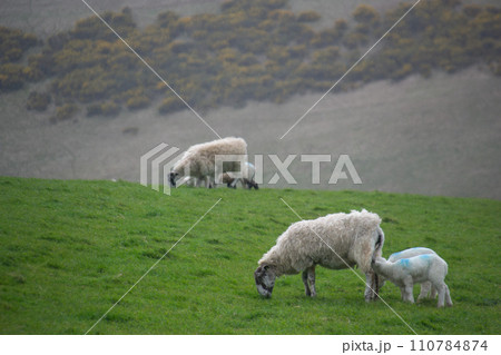 ドーセット 110784874