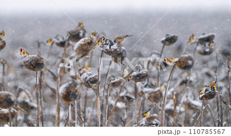 Flocks of various birds eating sunflower seeds on a sunflower field abandoned for winter and covered with snow 110785567
